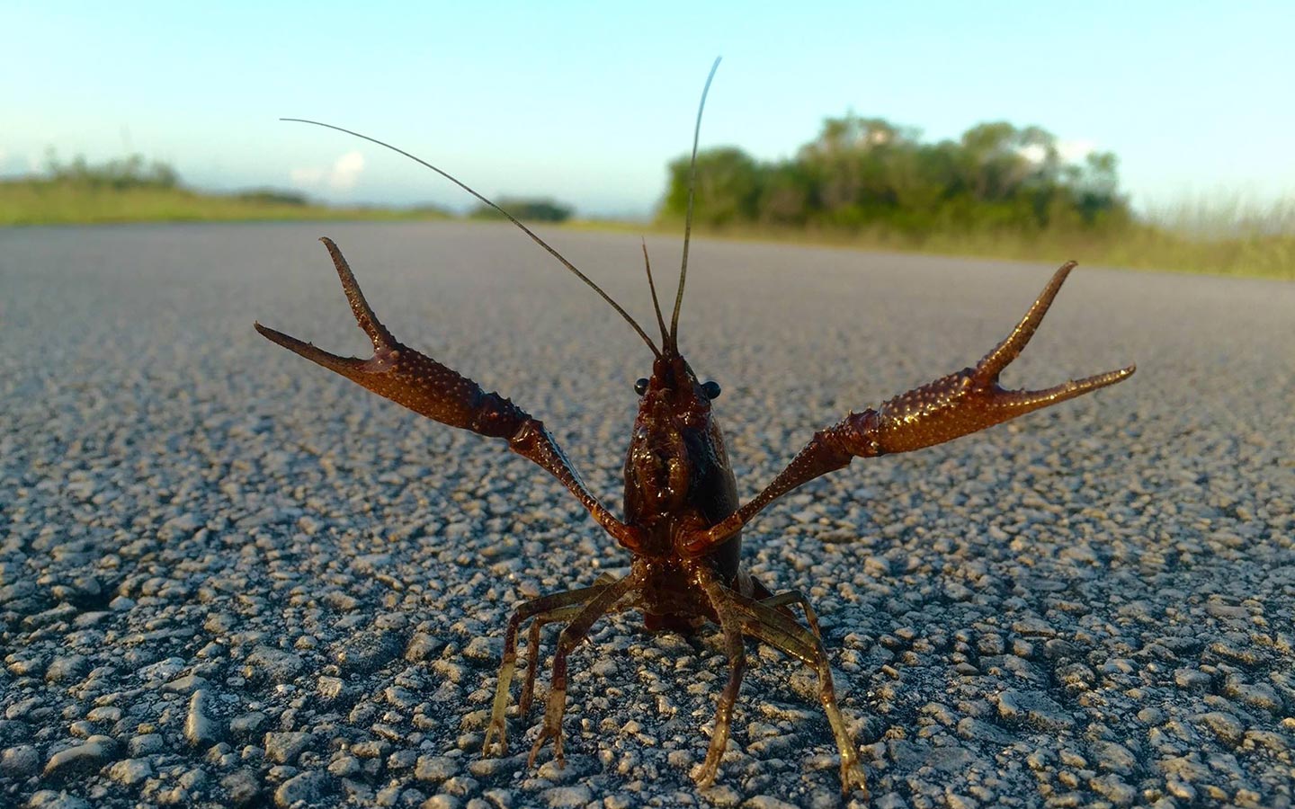 A Crawdaddy anxiously defends itself in the Everglades