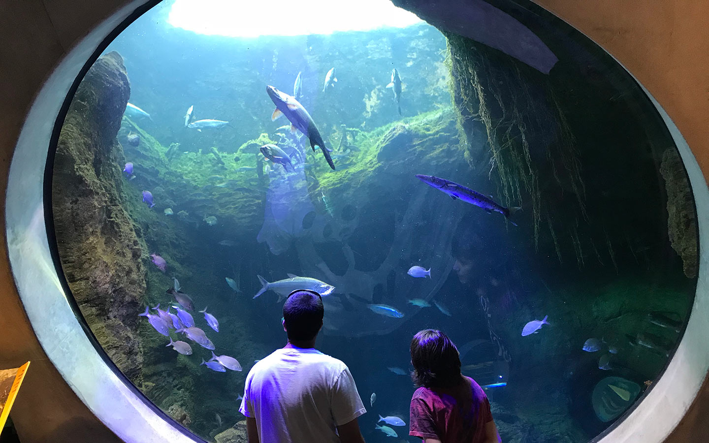 Siblings enjoy fish viewing at Frost Science Museum